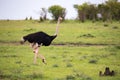 A male Ostrich bird runs through the grass landscape from the savannah in Kenya Royalty Free Stock Photo