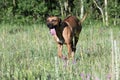 One male  rhodesian ridgeback is running around  and having fun in a grass field Royalty Free Stock Photo
