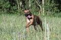 One male  rhodesian ridgeback is running around  and having fun in a grass field Royalty Free Stock Photo