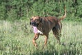 One male  rhodesian ridgeback is running around  and having fun in a grass field Royalty Free Stock Photo