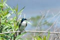 One male Tree Swallow perched on branch looking sideways