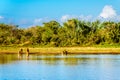 One Male and two Female Lions drinking at sunrise at the Nkaya Pan Watering Hole Royalty Free Stock Photo