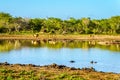 One Male and two Female Lions drinking at sunrise at the Nkaya Pan Watering Hole Royalty Free Stock Photo