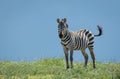 One male zebra standing amongst green grass with blue sky in the background in Ndutu Tanzania Royalty Free Stock Photo