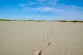 One man goes away to yellow sand dunes, footsteps on sand in National park Druinse Duinen in North Brabant, Netherlands Royalty Free Stock Photo