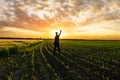 One man touches the sun in a field of young green wheat Royalty Free Stock Photo
