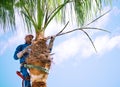 One man working at the top of a palm tree pruning the leaves helping himself with a well-used rope to climb up