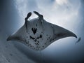 Manta Ray. This one