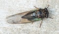 Annual Swamp or Morning Cicada Top View Royalty Free Stock Photo