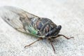 Annual Swamp or Morning Cicada Close Up Royalty Free Stock Photo