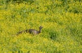 A wild turkey in Cade`s Cove in the Great Smoky Mountains Royalty Free Stock Photo