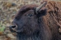 Young bison closeup in Yellowstone National Park