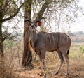 Greater Male Kudu Antelope From South Africa
