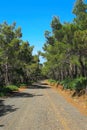 Dusty road in forest-island Lesbos, Greece. Royalty Free Stock Photo