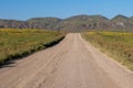 Dirt road lined with wildflowers in Carrizo Plain National Monument