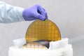 One of many gold silicon Wafer with semiconductors in plastic white storage box takes out by hand in gloves inside clean room