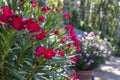 Flowers in the park of chateau Villandry, Loire valley, France. Royalty Free Stock Photo