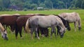 One many horse and village Royalty Free Stock Photo