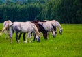 One many horse and village on Royalty Free Stock Photo