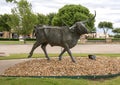 One of many bronze steers, part of the longest bronze sculpture collection in the United States in The Center at Preston Ridge.