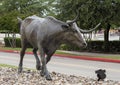 One of many bronze steers, part of the longest bronze sculpture collection in the United States in The Center at Preston Ridge.