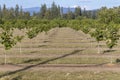 Recently Planted Hazelnut Filbert Orchard Royalty Free Stock Photo
