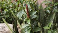 Beautiful Red Spiral Ginger Plant Royalty Free Stock Photo
