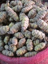 One of the many varieties of potatoes in Bolivia Royalty Free Stock Photo