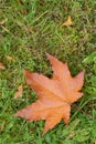 One maple leaf Royalty Free Stock Photo