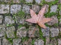 One maple leaf on cobblestones in autumn. Grass growing in the cracks. Royalty Free Stock Photo