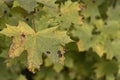 One maple leaf infected with a plant pathogen Royalty Free Stock Photo