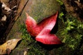 One maple leaf near moss group on stone. Royalty Free Stock Photo