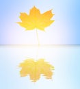 One maple leaf is reflected in the water Royalty Free Stock Photo