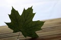 One maple leaf Royalty Free Stock Photo