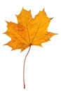 One maple leaf on a white isolated background. Close-up of a leaf of a tree, autumn object Royalty Free Stock Photo
