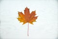One maple leaf on a white wooden background Royalty Free Stock Photo