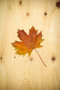 One maple leaf on a wooden background Royalty Free Stock Photo