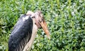 One Marabu Bird Royalty Free Stock Photo