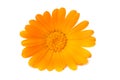 one marigold flower head isolated on white background. calendula flower Royalty Free Stock Photo