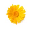 one marigold flower head isolated on white background. calendula flower. top view Royalty Free Stock Photo