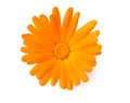 one marigold flower head isolated on white background. calendula flower. top view Royalty Free Stock Photo