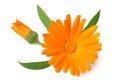 one marigold flower head isolated on white background. calendula flower. top view Royalty Free Stock Photo