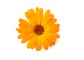 One marigold flower head isolated on white background. calendula flower. top view Royalty Free Stock Photo