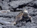 Marine Iguana, Amblyrhynchus cristatus albemarlensis, is a subspecies on Isabela Island, Galapagos, Ecuador Royalty Free Stock Photo