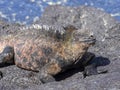 Marine Iguana, Amblyrhynchus cristatus albemarlensis, is a subspecies on Isabela Island, Galapagos, Ecuador Royalty Free Stock Photo