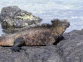 Marine Iguana, Amblyrhynchus cristatus albemarlensis, is a subspecies on Isabela Island, Galapagos, Ecuador Royalty Free Stock Photo