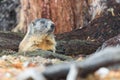 One marmot groundhog marmota monax hidden in tree trunks