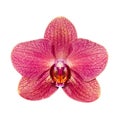 One maroon orchid isolated on white background close-up exotic flower during flowering - Image Royalty Free Stock Photo