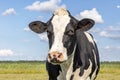 One mature black and white cow, frisian holstein, calm and friendly in a pasture under a blue sky and a faraway  horizon Royalty Free Stock Photo