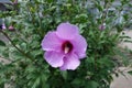 One mauve flower of Hibiscus syriacus Royalty Free Stock Photo